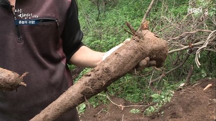 거친 자연인과 불안한 승윤과 그걸 지켜보는 칡…