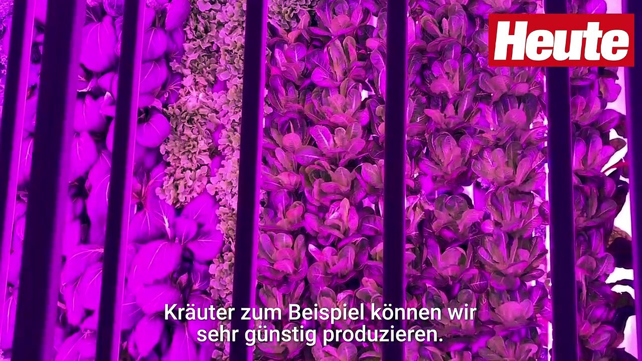 'Vertical Farm' – Ist das die Zukunft des Gemüseanbaus?
