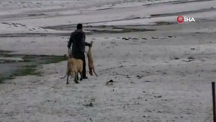 Kars’ta doludan 55 koyun telef oldu