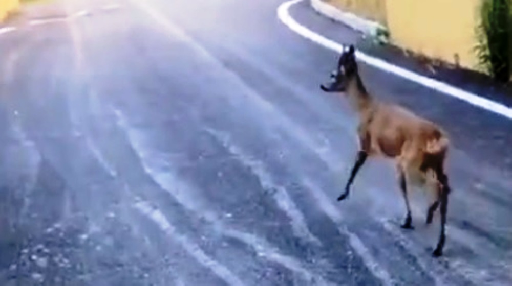 Video Castelplanio (AN) - Salvato capriolo caduto in un canale (17.06.20)