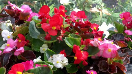 Bute Park Plant Nursery is growing!