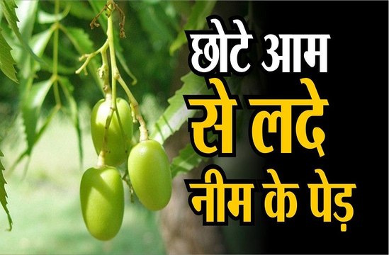 छोटे आम से लदे नीम के पेड़