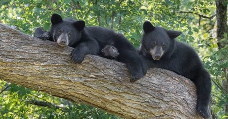 Licencié pour avoir refusé d'abattre des oursons, un agent de conservation gagne son procès contre ses anciens employeurs