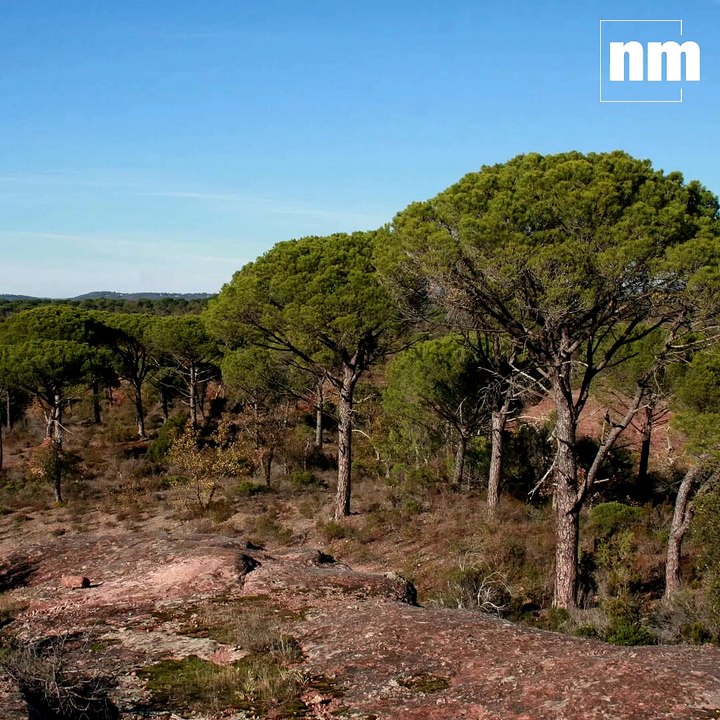 Cette vidéo d'une minute va vous donner envie de (re)découvrir la plaine des Maures