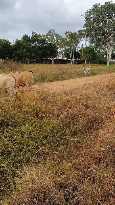 Baby Donkey Helps Herd Cattle in Cape York