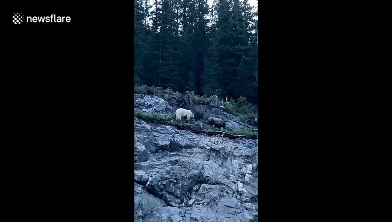 Canadian motorist spots rare white grizzly bear chase mountain goat down cliffside