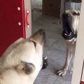 AYNADA KENDiNE SiNiRLENEN ANADOLU COBAN KOPEGi - ANATOLiAN SHEPHERD DOG and MiRROR