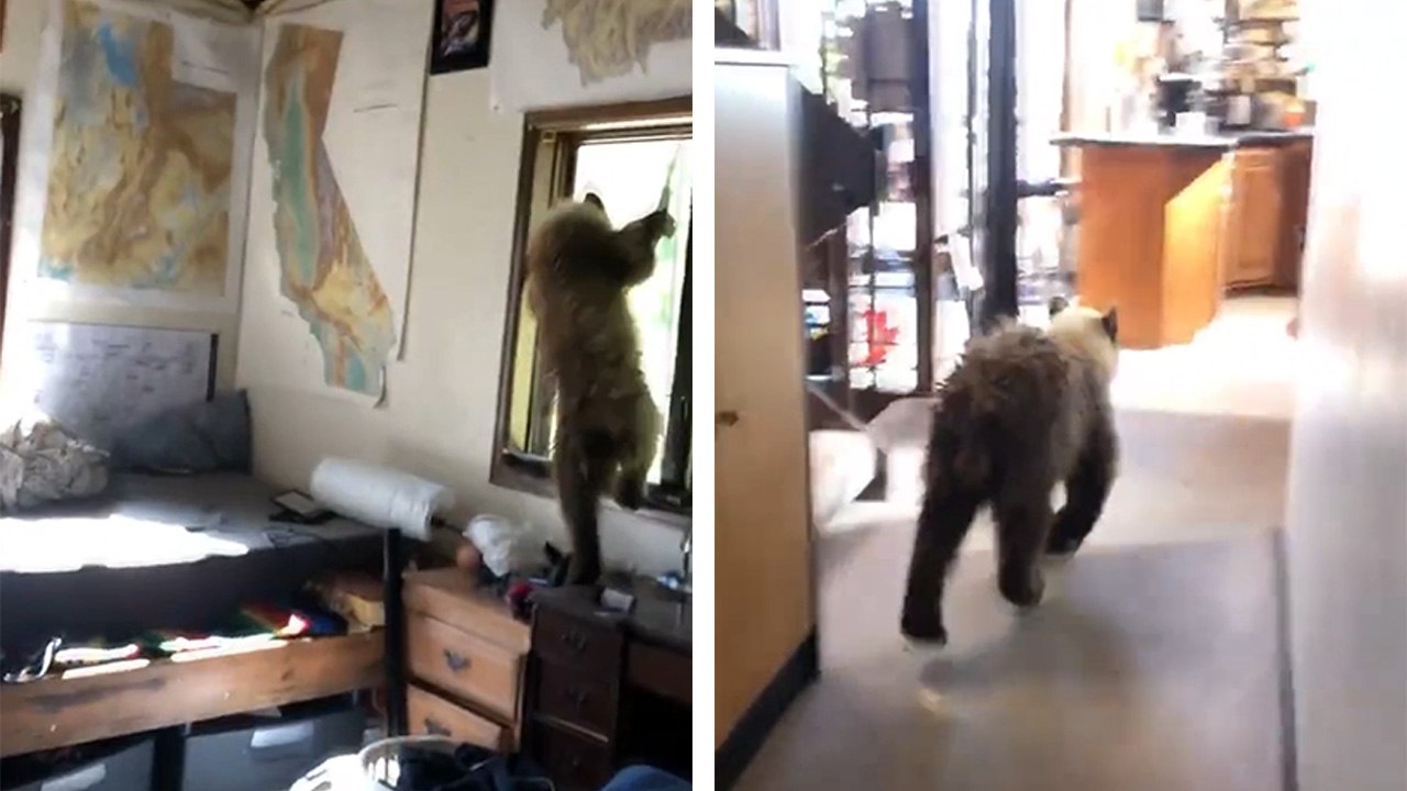 Il tombe sur un ourson dans sa maison