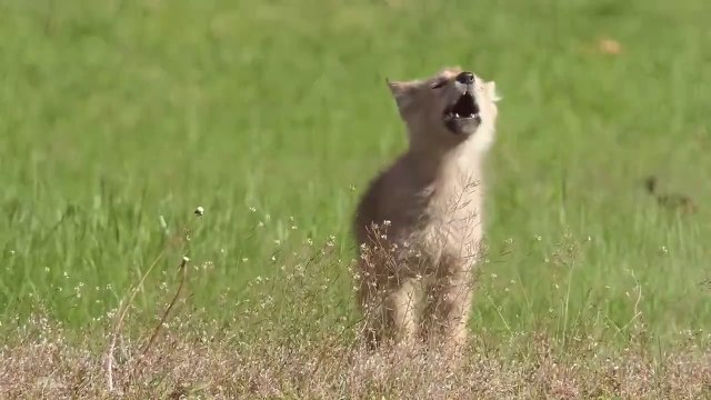 Le hurlement de ce bébé coyote est adorable