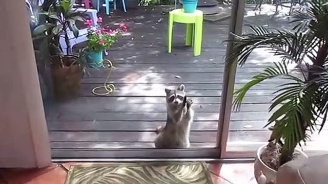Ce raton laveur frappe à la vitre avec un cailloux pour demander à manger