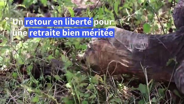 Galapagos: Diego, la tortue qui a sauvé son espèce, de retour sur son île