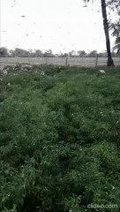 locust attack in rajasthan
