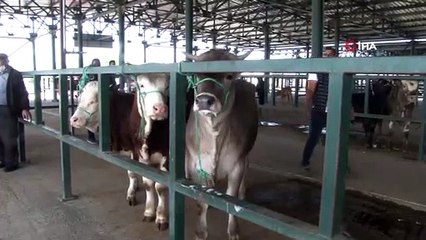 Hayvan pazarlarında hareketlilik başladı