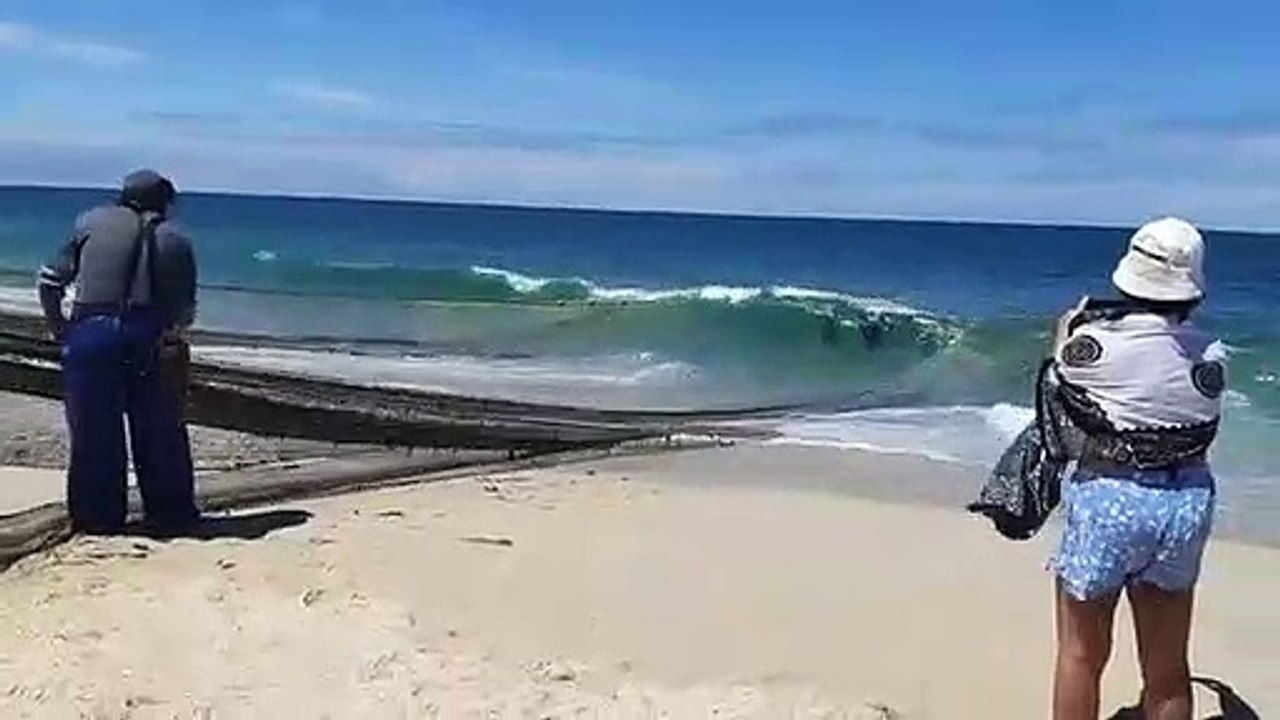 Pescadores da Praia de Mira cortam redes de pesca para soltar golfinhos capturados acidentalmente