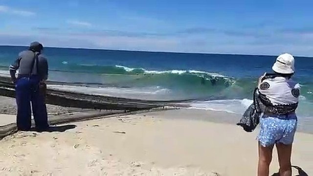 Pescadores da Praia de Mira cortam redes de pesca para soltar golfinhos capturados acidentalmente