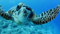 Satellites helping a census of sea turtles