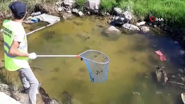 - Bodrum’da 300 kaplumbağa için kurtarma operasyonu- Dere yatağını kapatıp yüzlerce kaplumbağayı ölüme terk ettiler