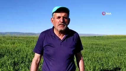 Muşlu çiftçinin nesli tükenmekte olan toy kuşu hassasiyeti