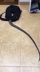 The most dangerous video ever seen