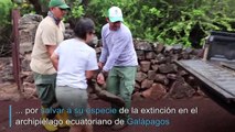 Tras salvar a su especie, la tortuga gigante Diego vuelve a casa