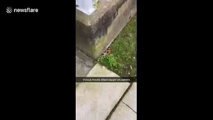 'Mouse attack!' Dog in Canada walks backwards when it gets bullied by mouse