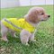 Funniest & Cutest Golden Retriever Puppies #13- Funny Puppy Videos 2020