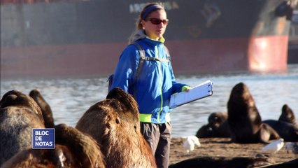 Investigación para salvar a los mamíferos marinos de la redes de pesca