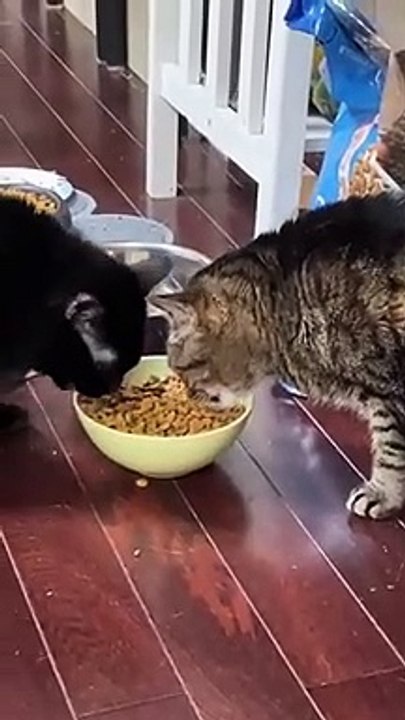 Gato come ao estilo retroescavadora e deixa parceiro boquiaberto