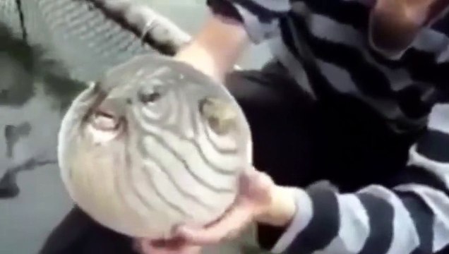 Balon Balığı Şişme Anı - Fugu - Puffer Fish Swelling