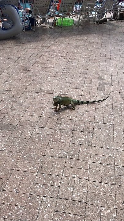 Iguana On The Move