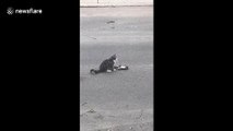 Squirrel rolls over, plays dead and then cat chases it down the street