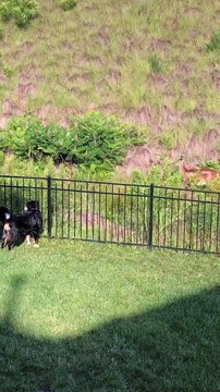 Mother Deer Protects Babies From Playful Dogs