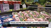 Poulets nourris aux insectes : un pari écologique étonnant