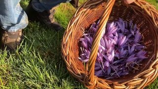 thu hoạch saffron iran
