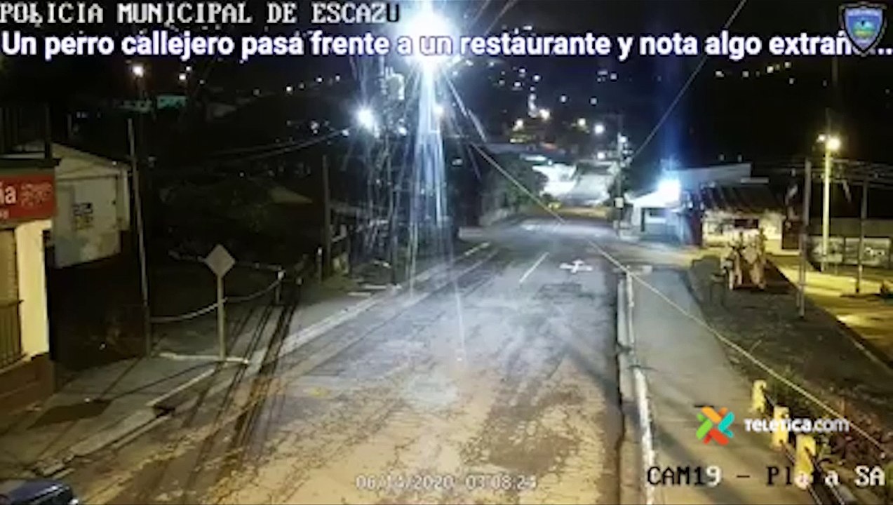 tn7-Ladridos de perro callejero delatan a ladrón en Escazú-170620