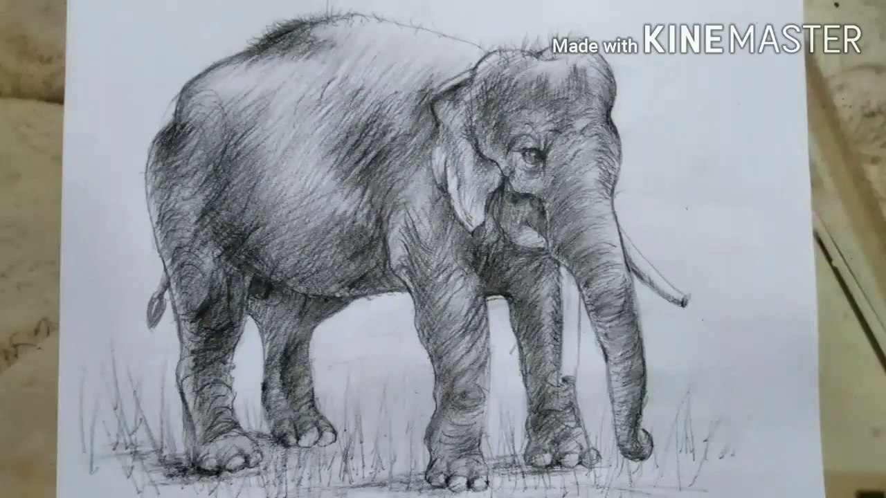 Elephant painting | How to draw Elephant | charcoal pencil Shading ...