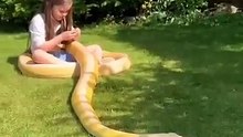 python avec une belle fille