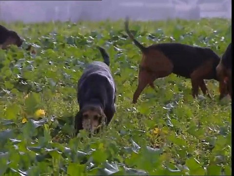 Chasse au lièvre aux chiens courants