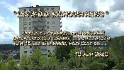 LES W-D.D. MICHOU64 NEWS - 10 JUIN 2020 - PAU - NOUVELLES OBSERVATIONS DES OISEAUX SUR DES BALCONS