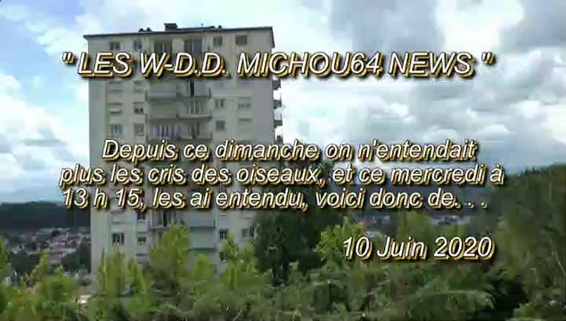 LES W-D.D. MICHOU64 NEWS - 10 JUIN 2020 - PAU - NOUVELLES OBSERVATIONS DES OISEAUX SUR DES BALCONS