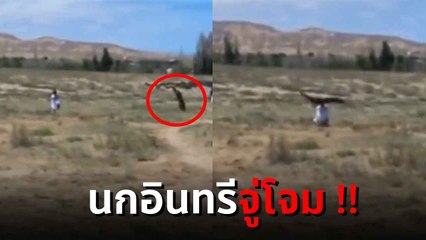 โกลาหลเลย !! นาทีระทึก อินทรีตัวใหญ่ พยายามฉกเด็กสาวบินขึ้นฟ้า