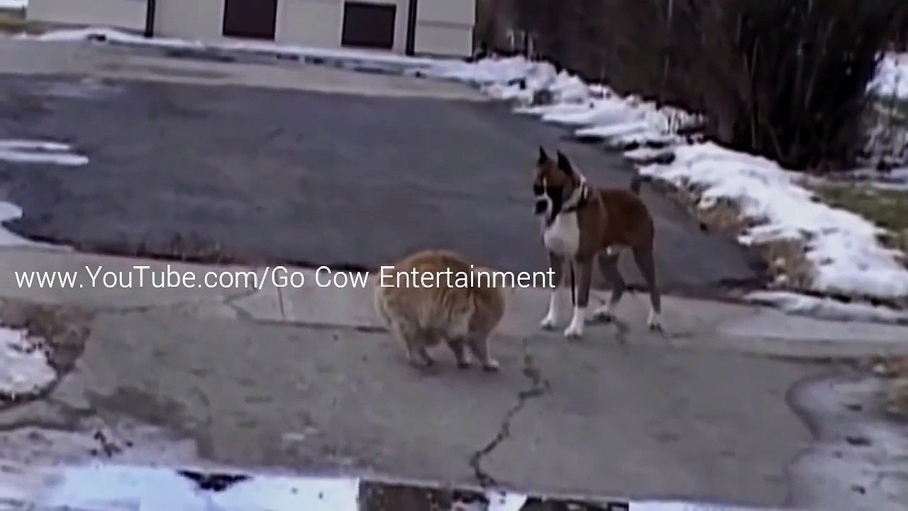 Cat vs dog real fight