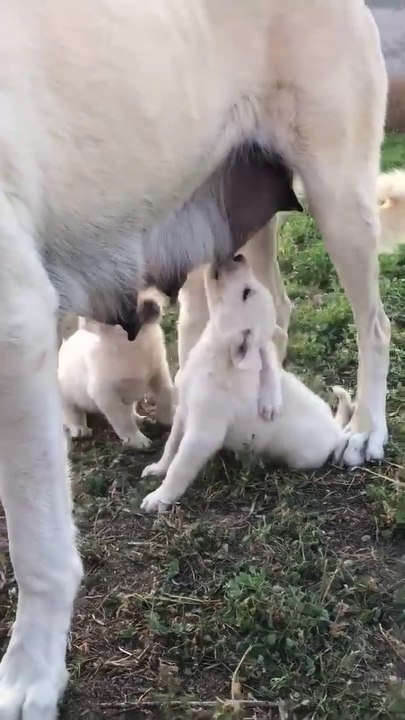 AKBAS COBAN KOPEGi YAVRULARINA ANNE SUTU - AKBASH SHEPHERD DOG PUPPiES MiLK MOM