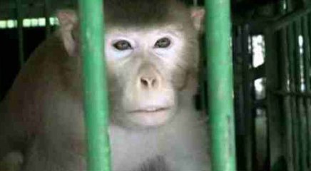 UP: महिलाओं को टारगेट करने वाले 'कालिया' बंदर को मिली उम्रकैद की सजा, शराब और मांस का करता था सेवन