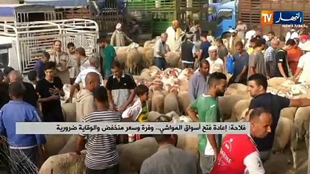 إعادة فتح أسواق المواشي.. وفرة وسعر منخفض والوقاية ضرورية