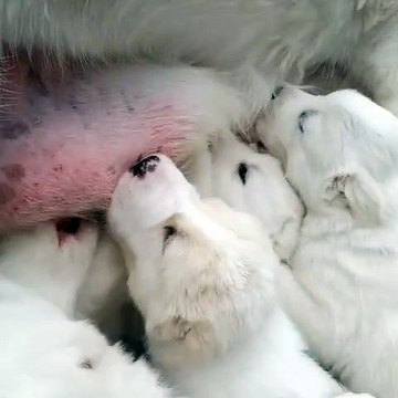 ALABAY KOPEK YAVRULARI COK ACIKMIS - ALABAi SHEPHERD DOG PUPPiES VERY HUNGRY