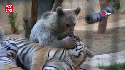 Ayının kaplanlarla dostluğu