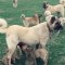 KaNGAL YAVRULARI SABAH KAHVALTISINDA ANNE SUTU - KANGAL SHEPHERD DOG PUPPiES MiLK MOM