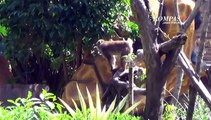Kebun Binatang Surabaya Dibuka Lagi