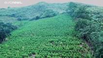 Colombia reduce los cultivos de coca, pero la producción de cocaína sigue aumentando